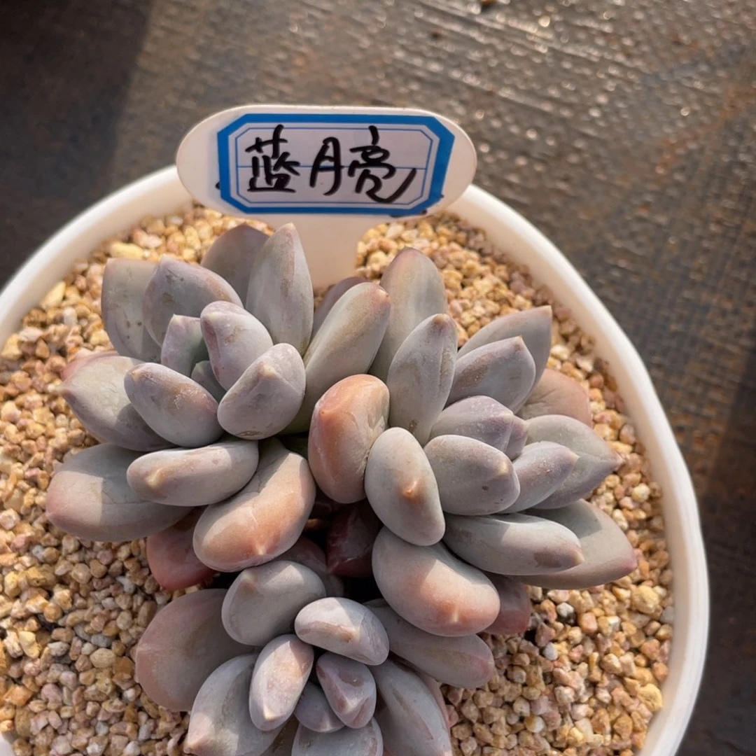 蓝*亮姐姐说她饿得