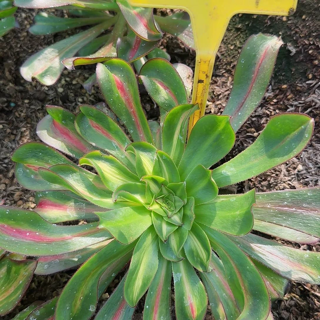 3-7--多头多肉植物