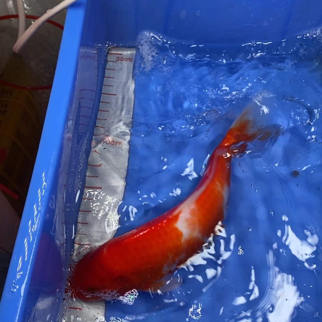 锦鲤冷水锦鲤包邮