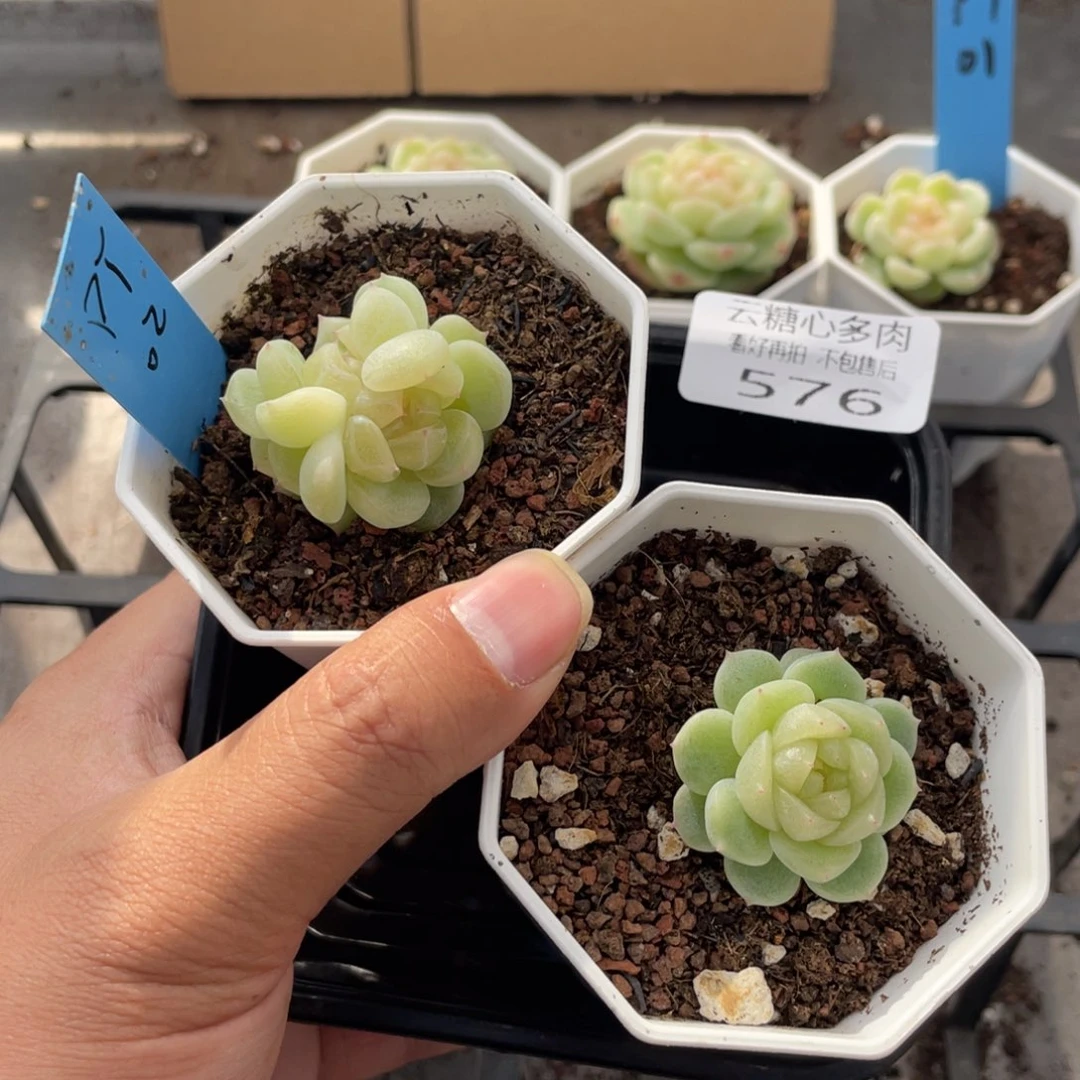 云糖心多肉植物576