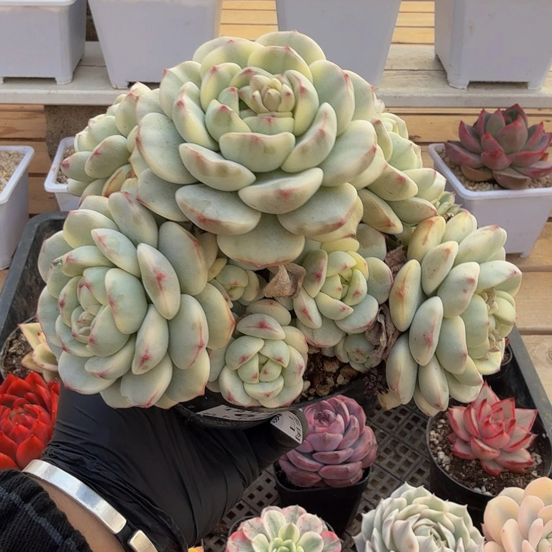 1211-61香草锦群生