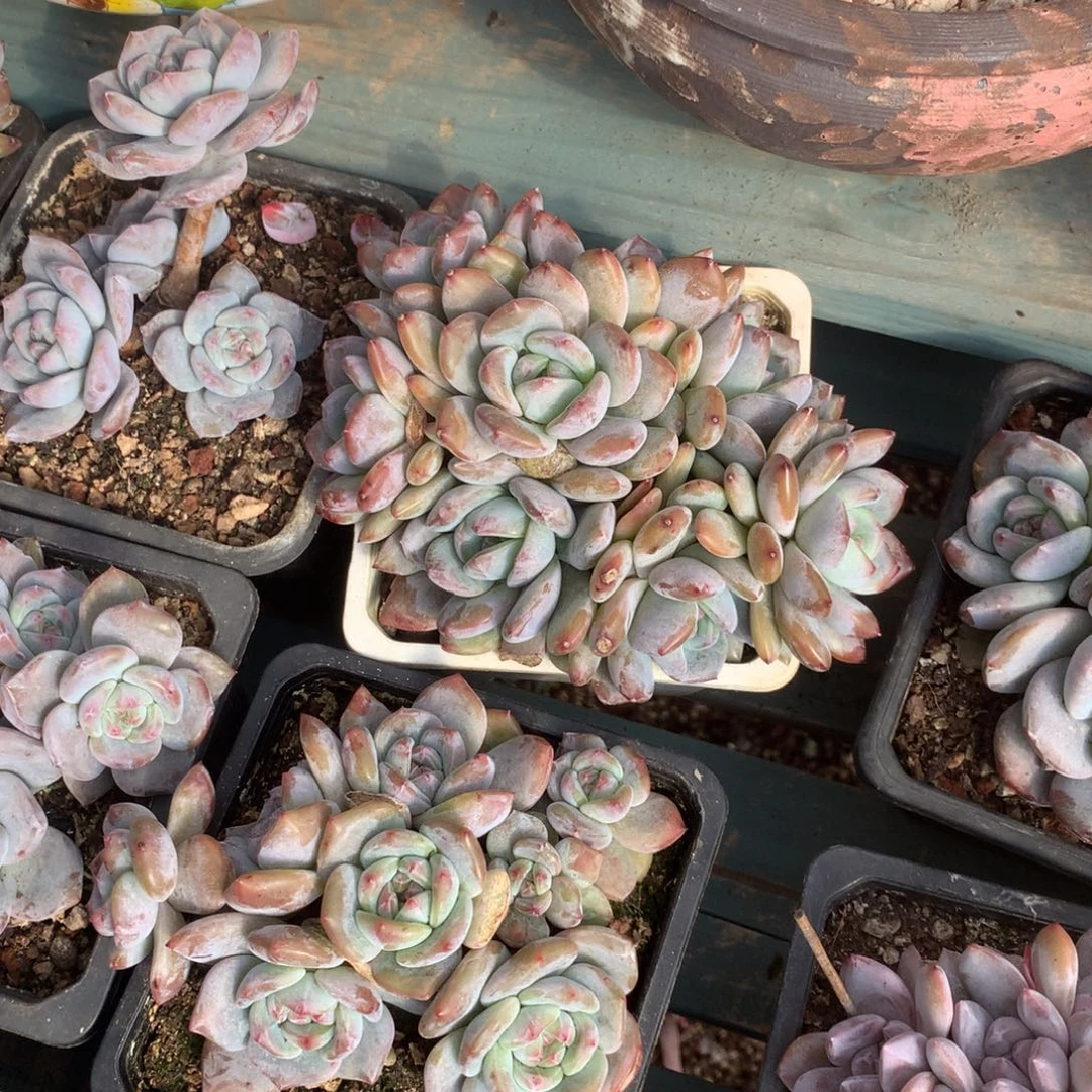 无花朵哈哈哈哈哈哈哈哈哈哈41