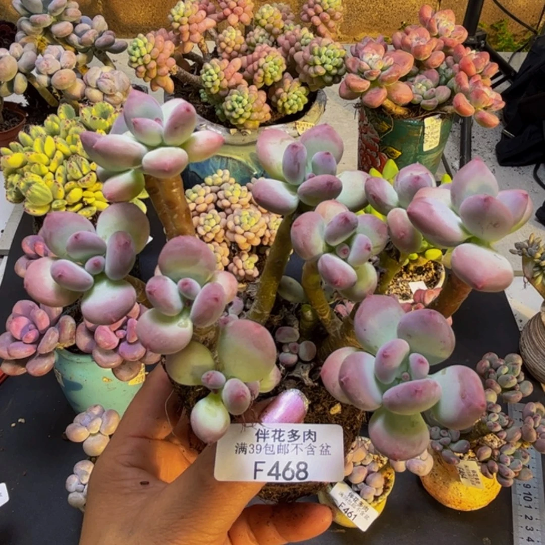 苹果奶酪了468/10cm多肉