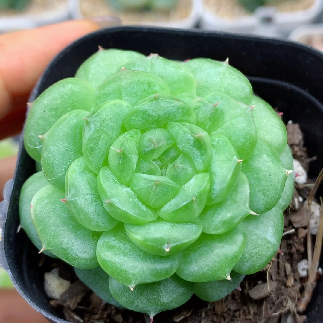 58包邮  群生不包整12