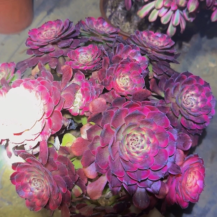 烟花朵朵巨无霸亏本福利