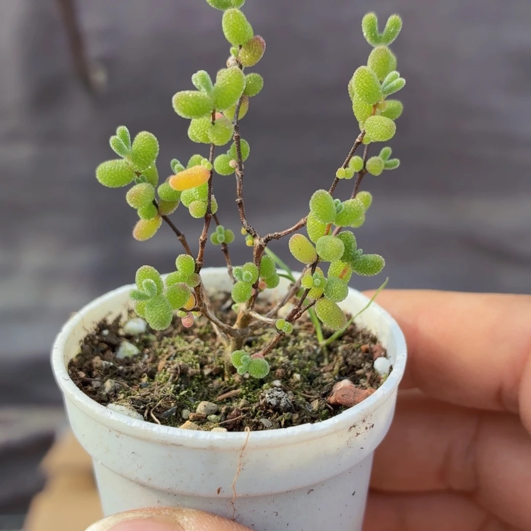 蜜橘糖球多肉9.9包邮发货