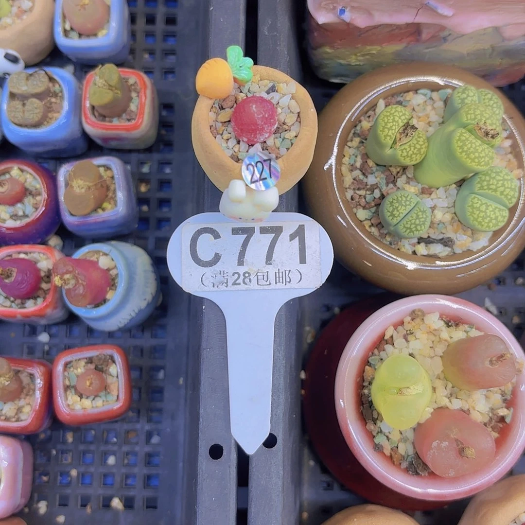 白****C771灯泡一物语拍