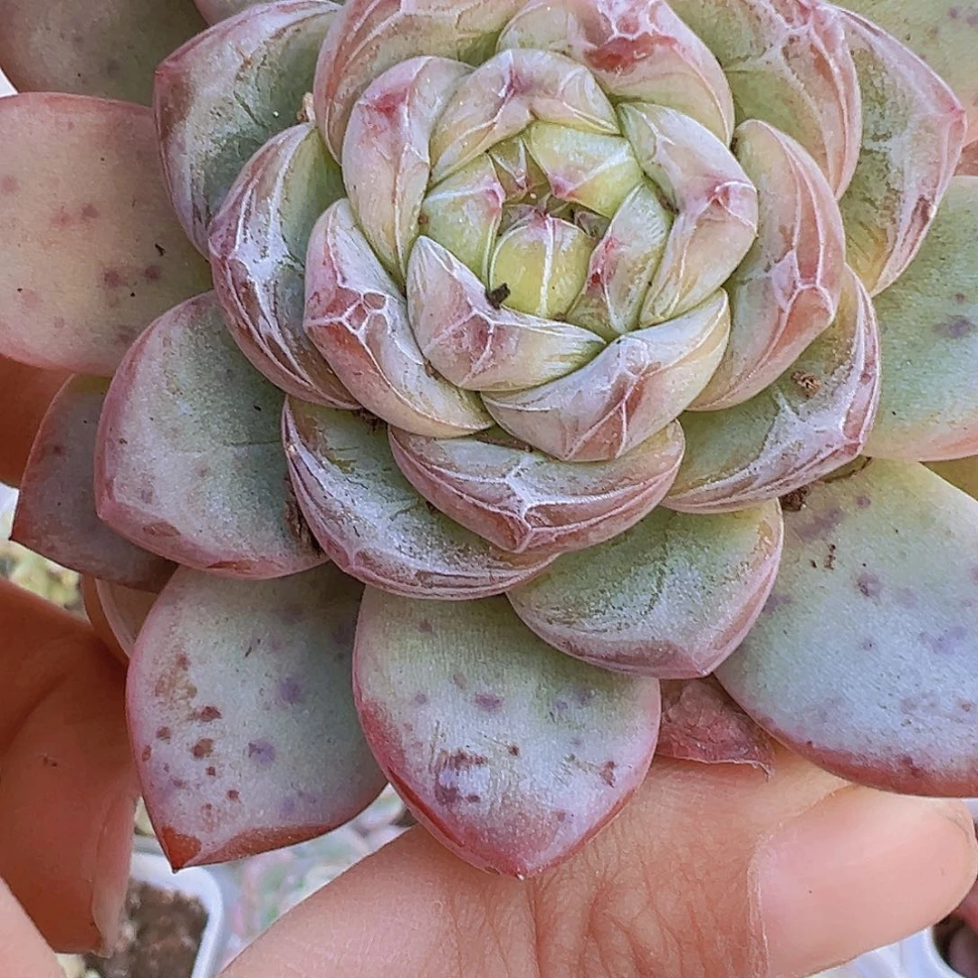 大星星珍妮19包邮多肉