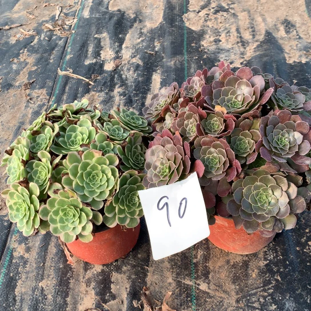 90多肉植物盆栽花卉