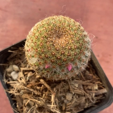 神惠丸单4仙人球