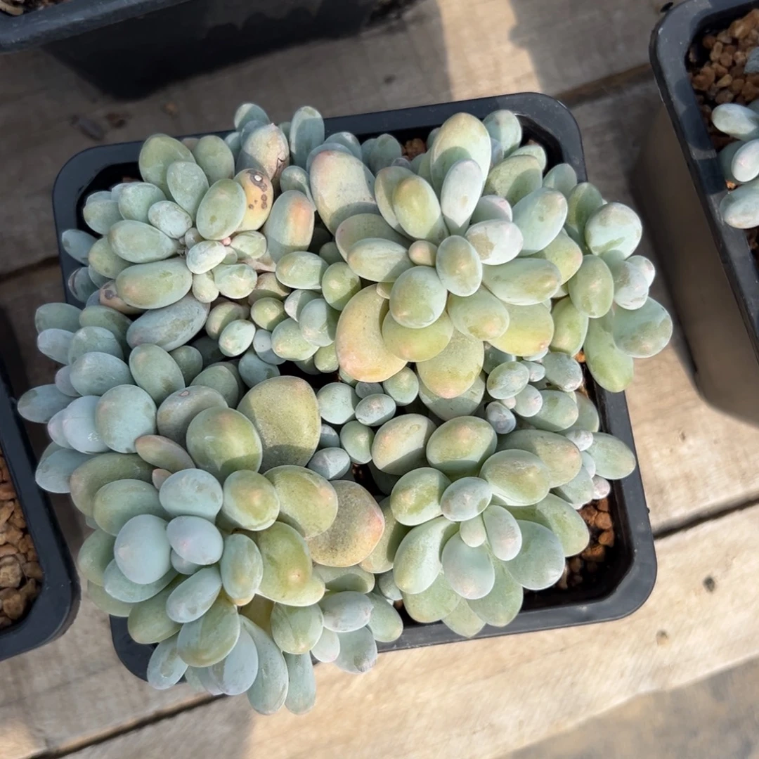 蛋黄奶酪111111111111