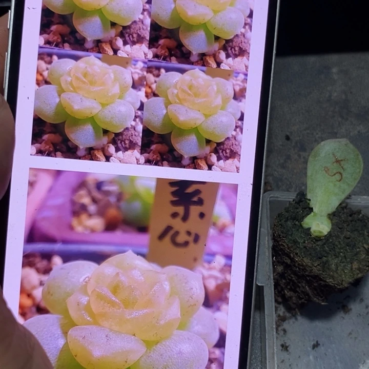 穴盘素心芽苗一个