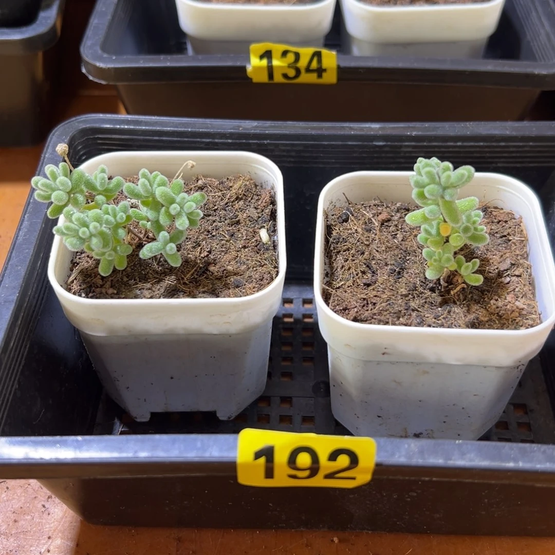 枝干番杏多肉植物192