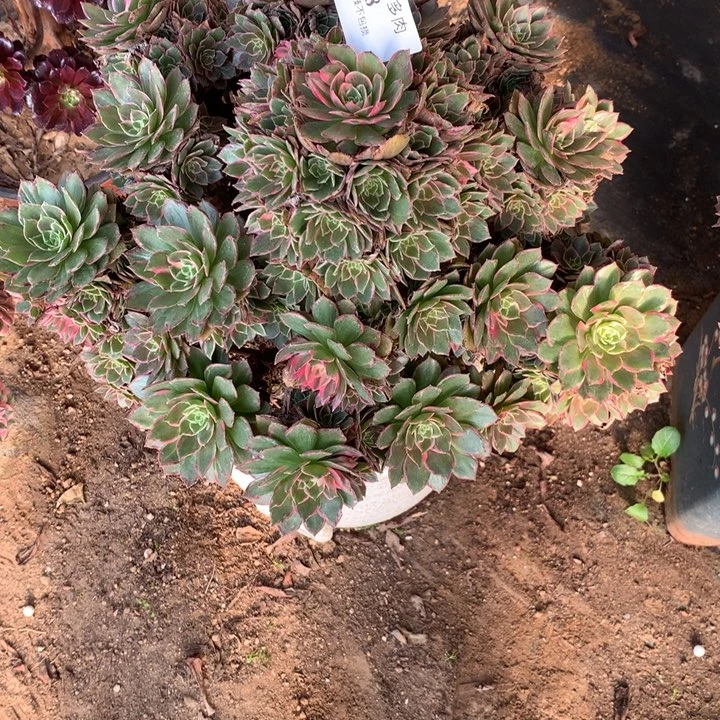 桓****418万花桶多肉植物特价