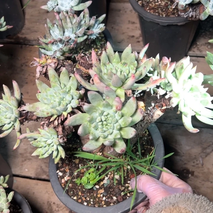 405法瑞杂交哈哈哈哈哈哈哈瑕疵