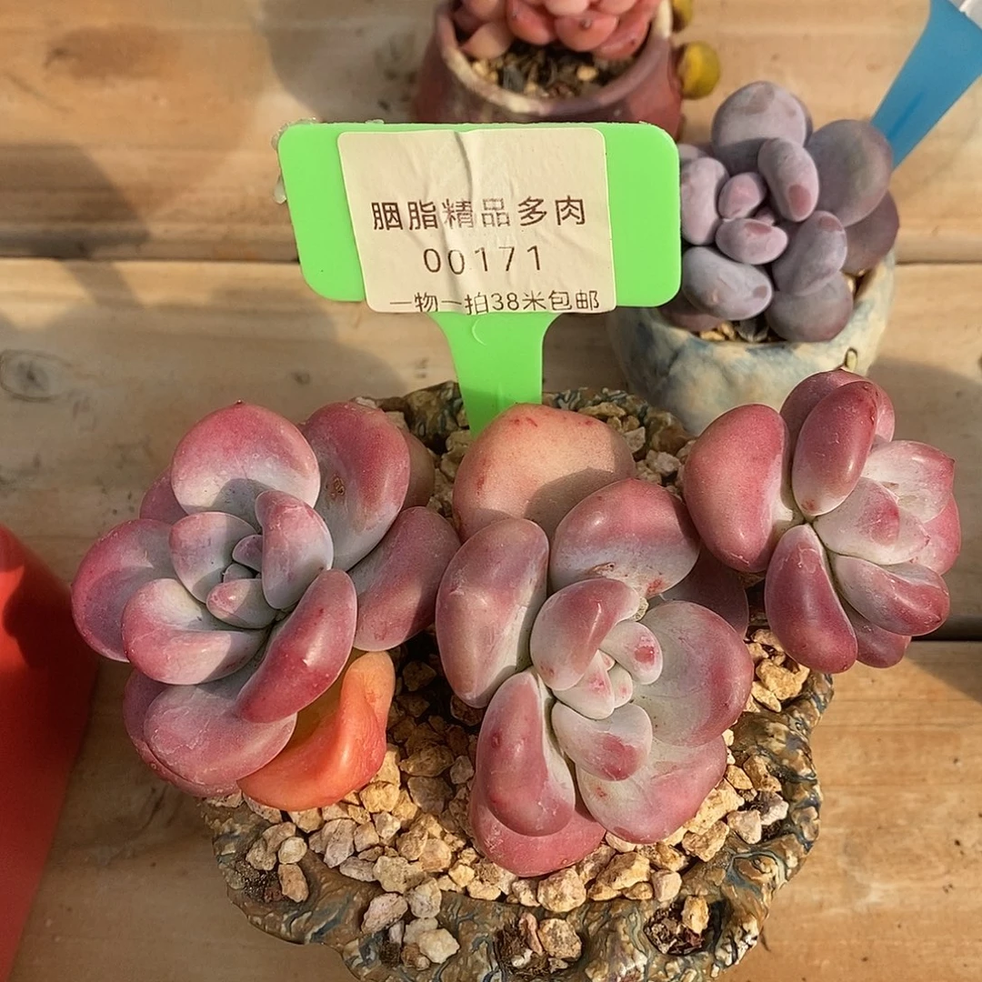 00171把奎我哦哦哦璐璐咯