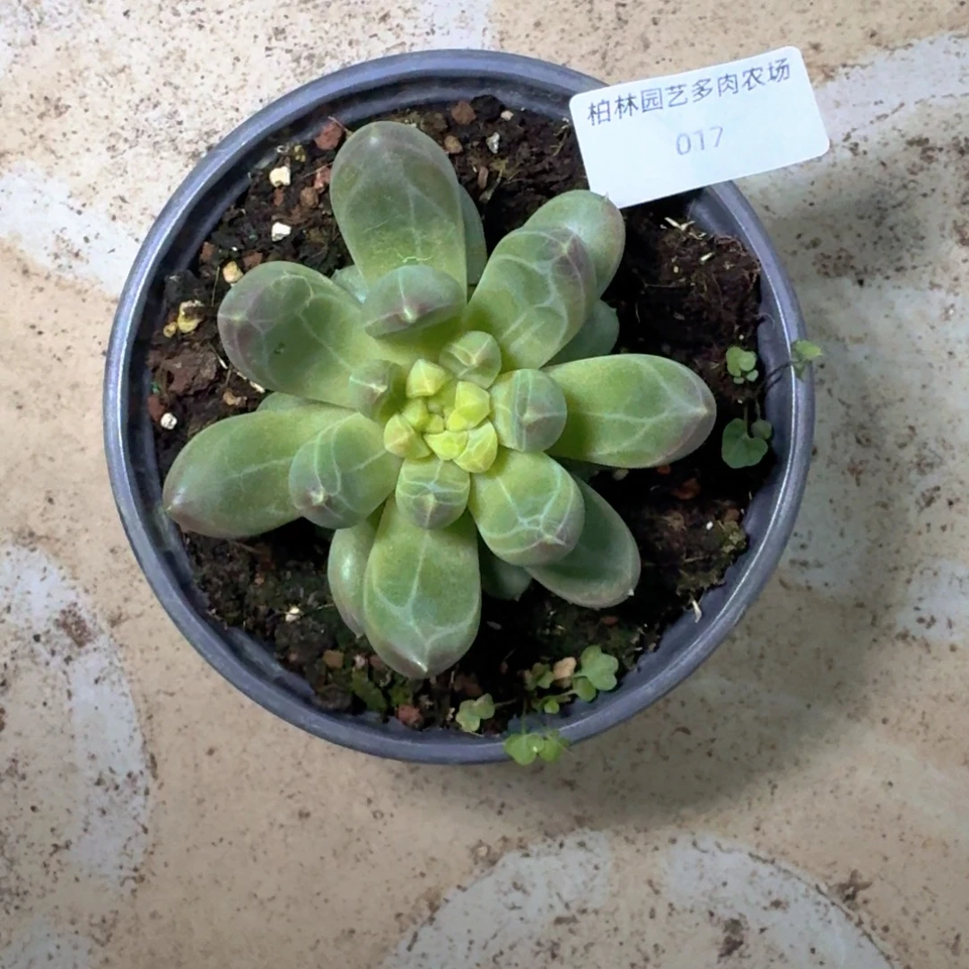 赵***)017 美人杂交  一物一拍