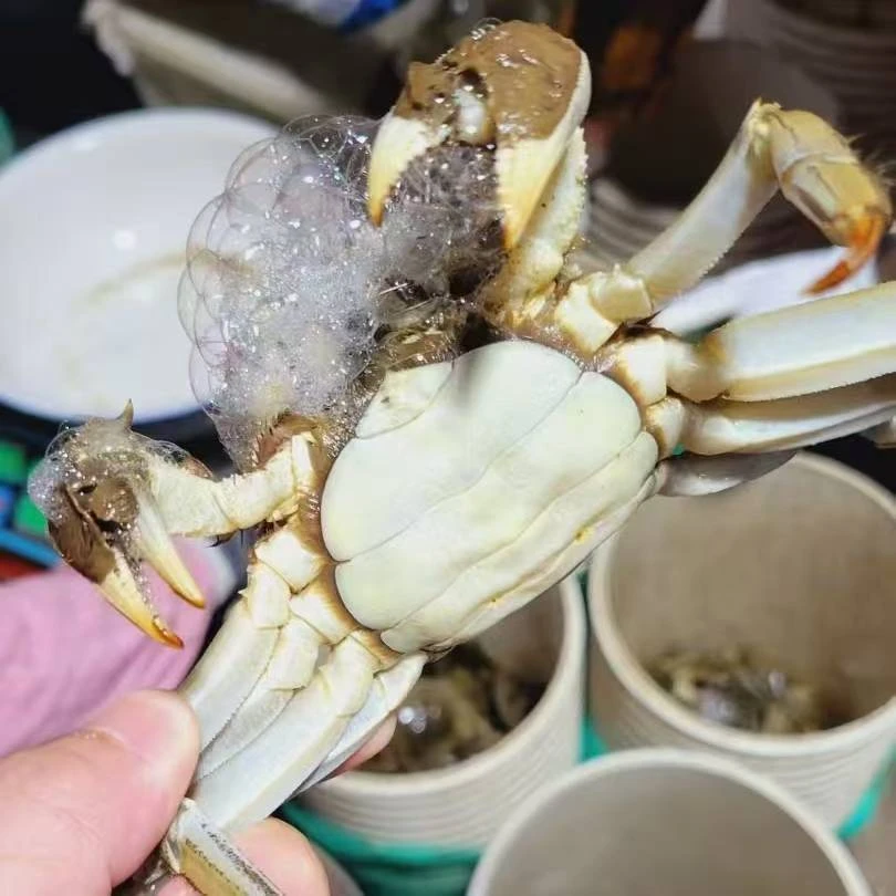 （活蟹）硬黄母蟹（1.8-2.1两）/只