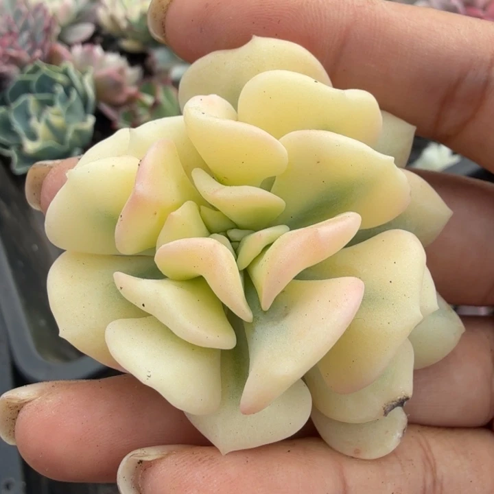 雪精灵锦 腹轮锦无根