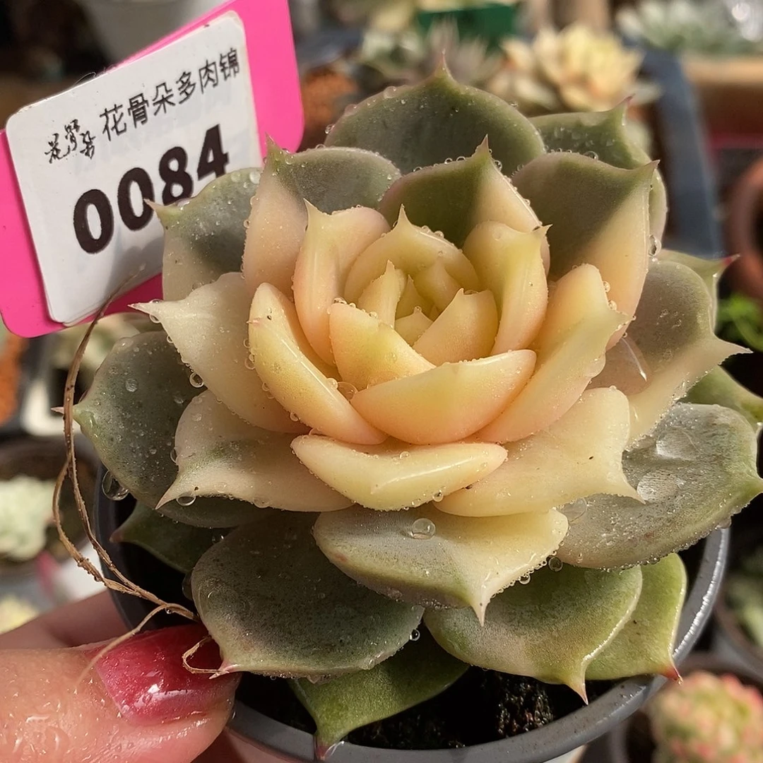 84贝加尔湖哈哈哈哈哈