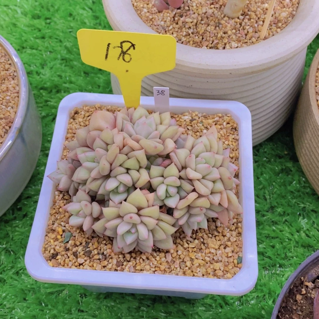 一***、开心多肉植物多肉