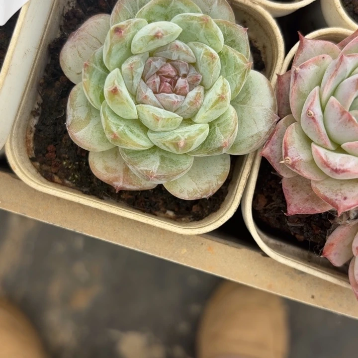 闪吼192压压哑哑压压哑哑Y啊呀呀
