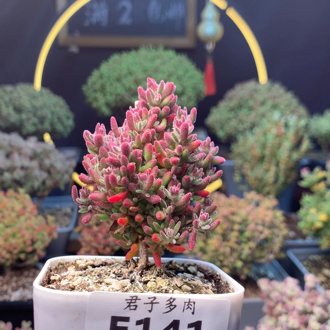 欠****抱141红麒麟。