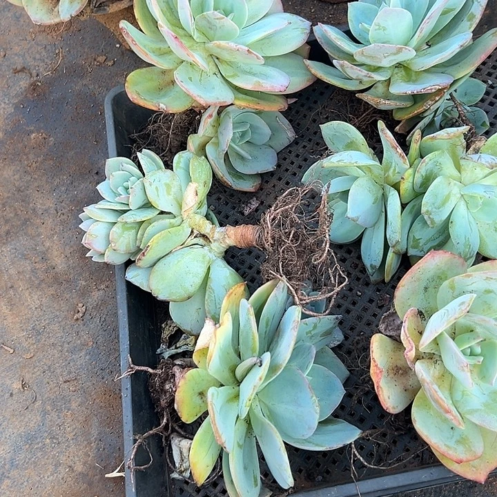 小***儿多肉植物实物直播实物48
