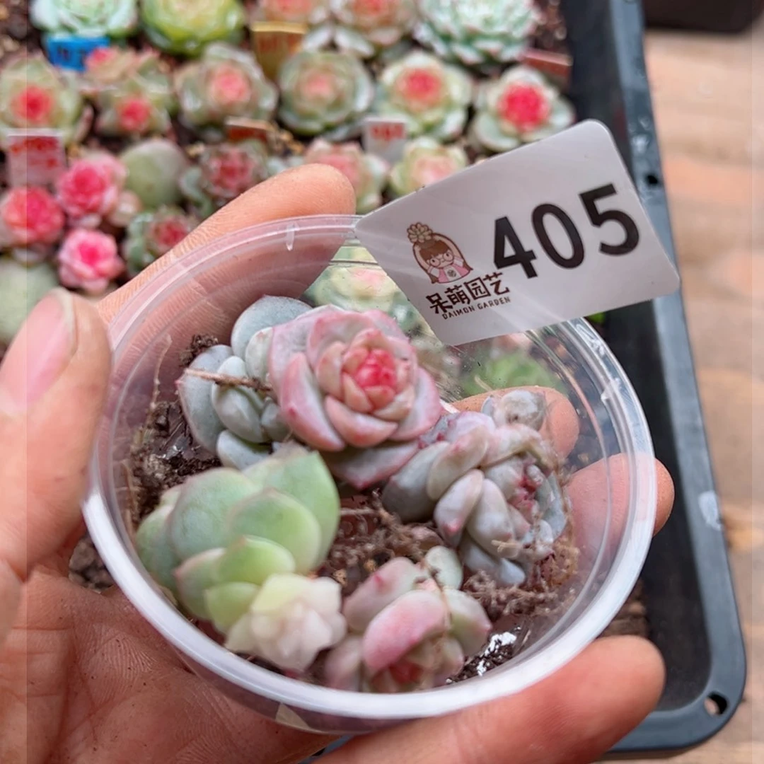 多肉植物多肉植物