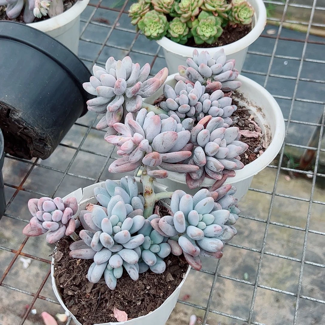 汤圆多头大盆群老桩特价