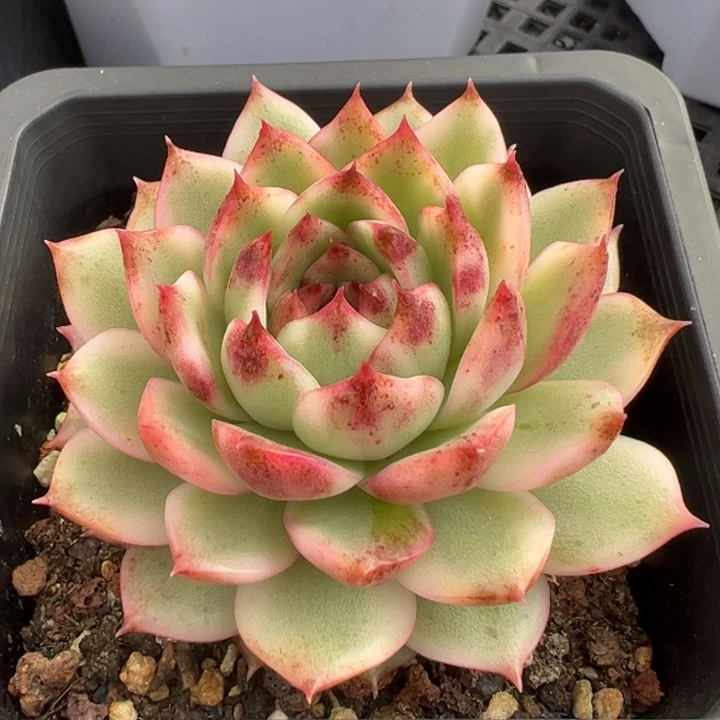 黑水晶锦一物一拍锦龙