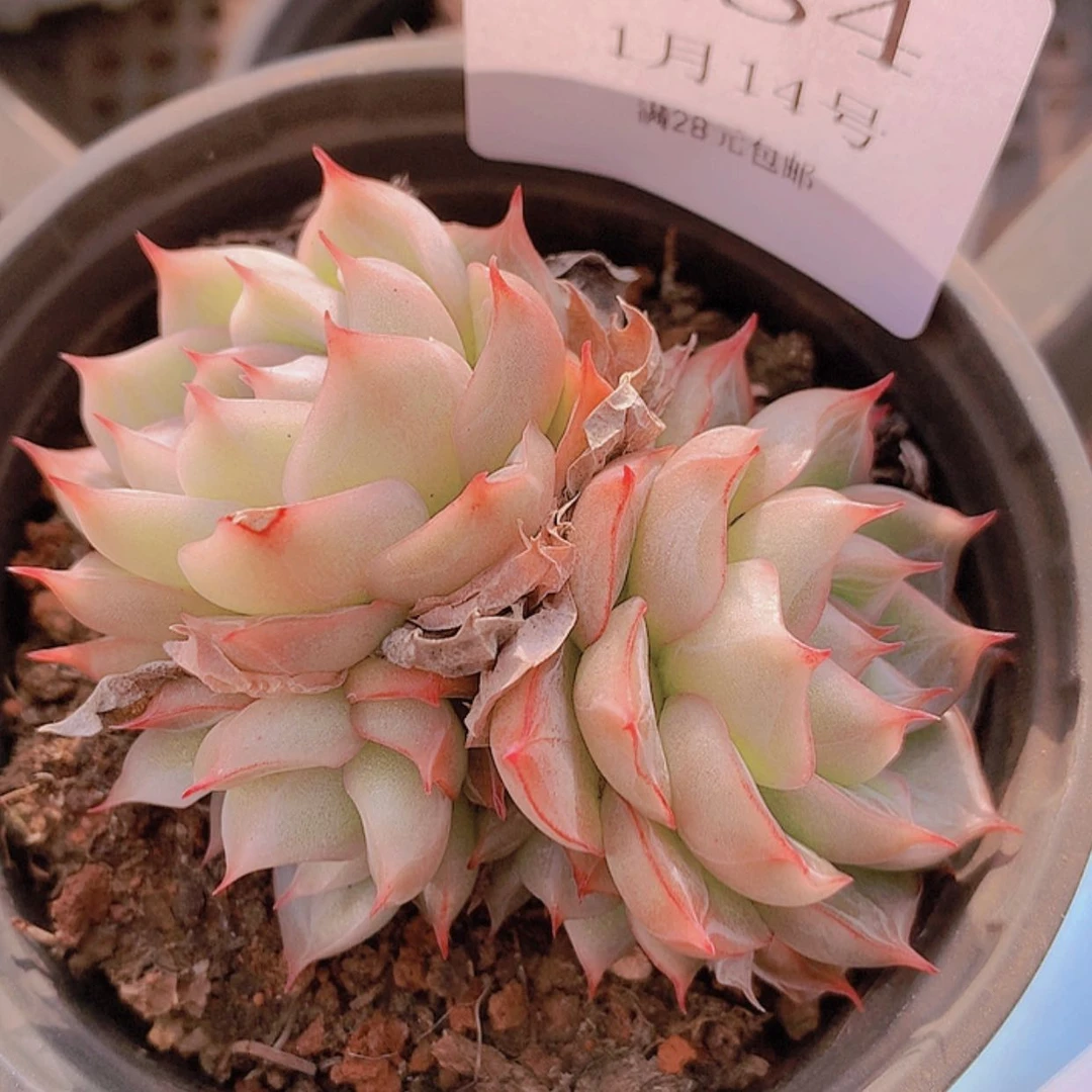 【闪购商品】云284