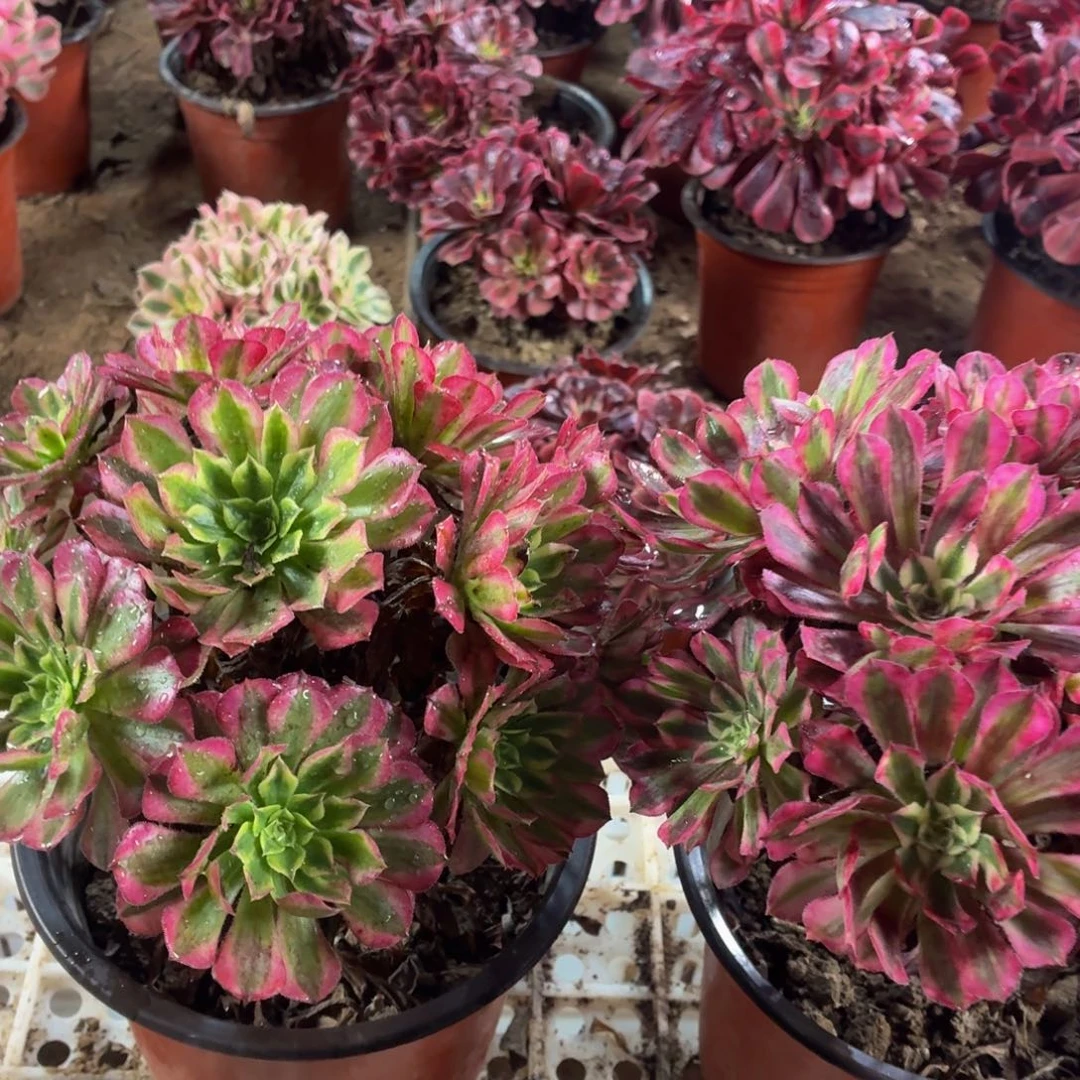 祝融+红铜白包邮福利