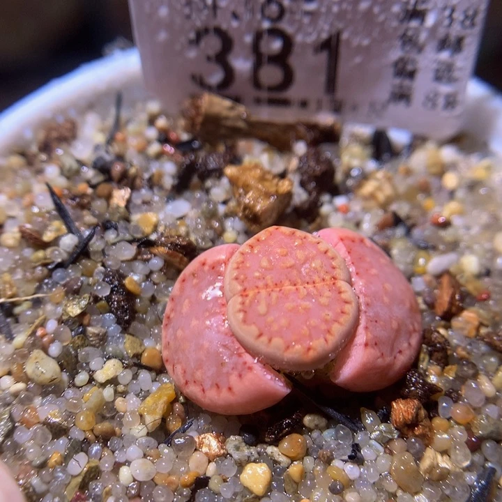 精品生石花36.381