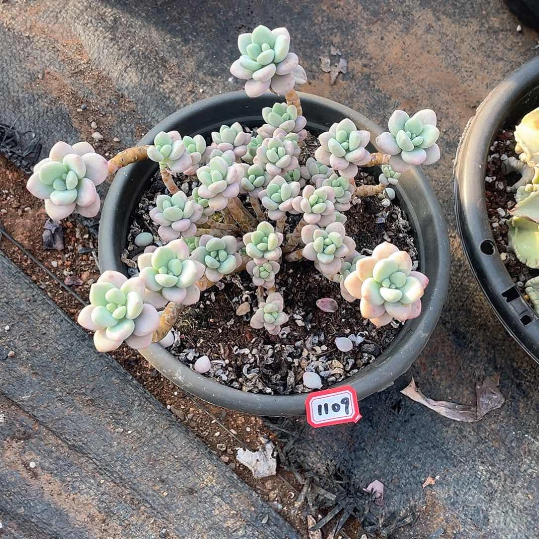 1109洛神 一物一拍多肉