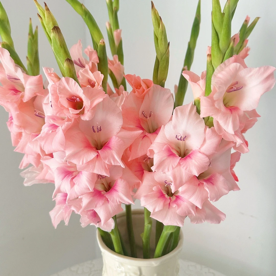 【小阿阮】阿迪娜剑兰·粉色鲜花秋季应季鲜花云南A级品顺丰直发