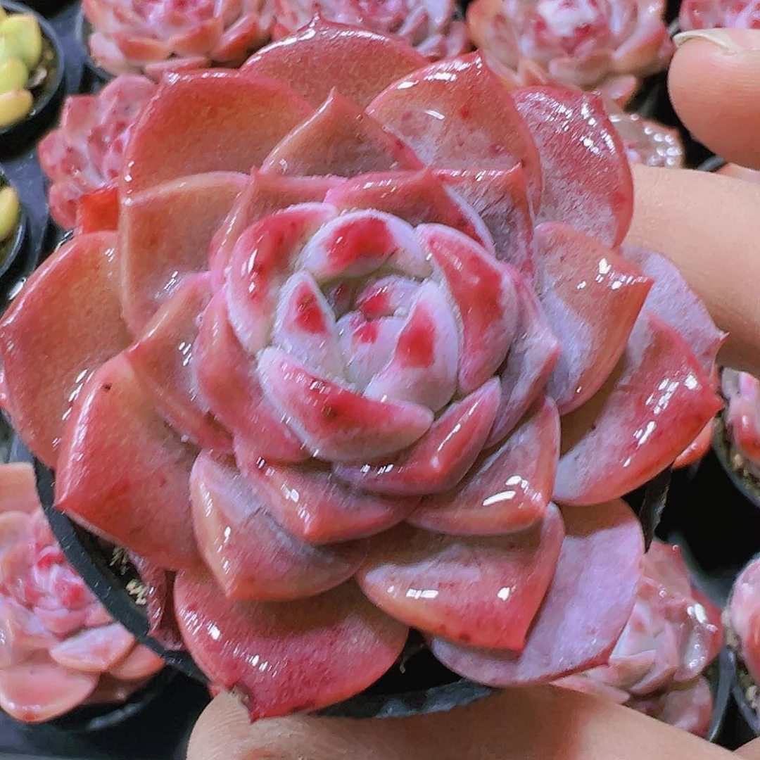 粉冰沙带盆带土19包邮