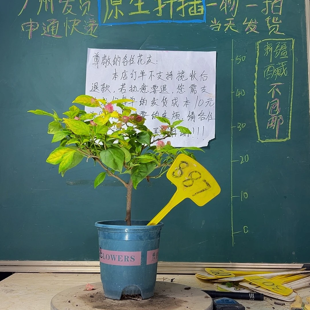当前无花栽培后可以开花  斑红樱  887