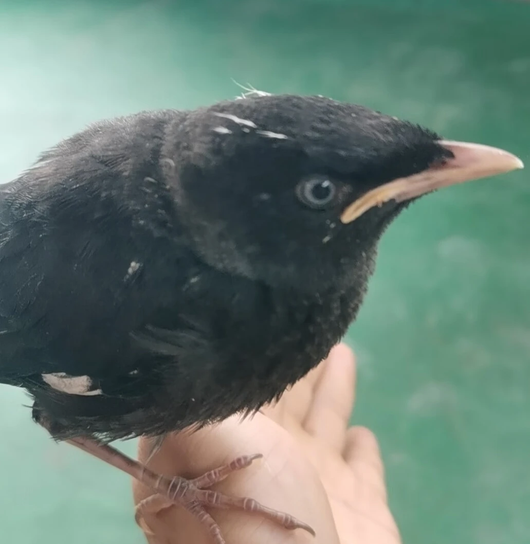 宠物黑八文鸟下单前请阅读购买须知