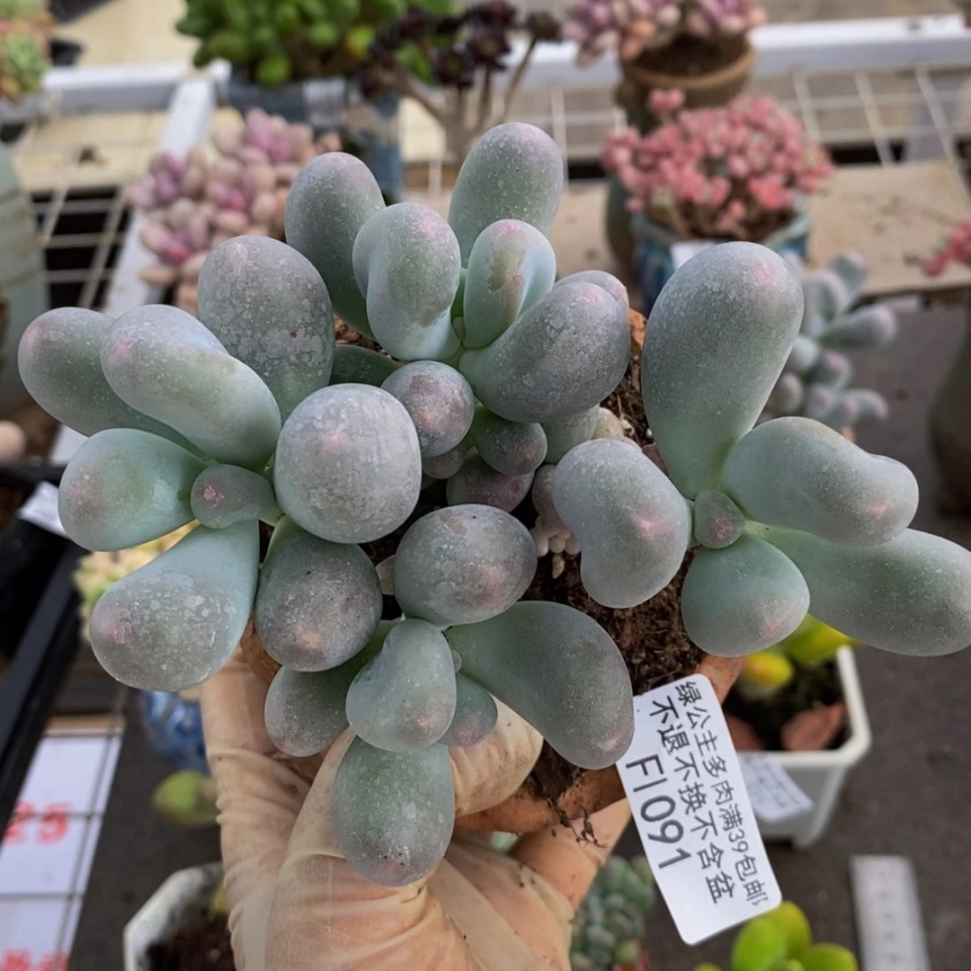 米可奶酪091/10c m