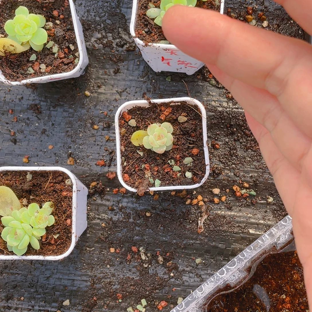 橙**?无尽灯中苗一个满25包邮