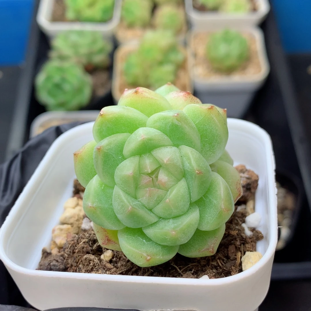 58包邮  群生不包整 38