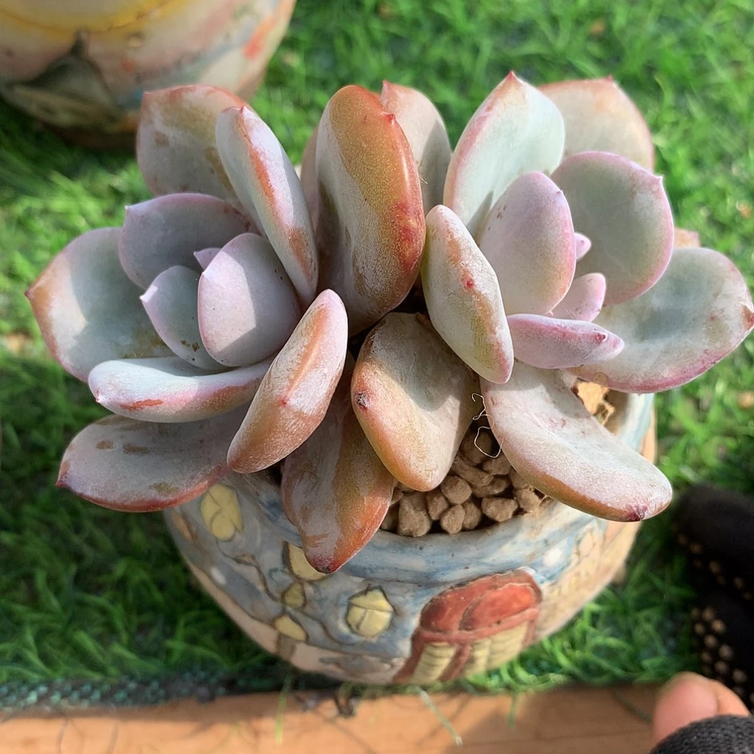 韩版奶茶9 公分一物一拍