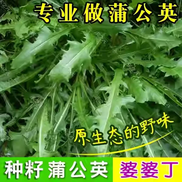 供销[全店5件包邮]蒲公英种子种籽四季婆婆丁春秋冬季野菜药蔬菜