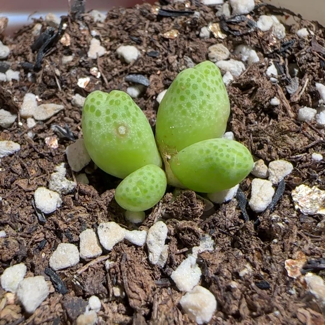 肉锥多肉植物组合-草莓斑马有疤1206