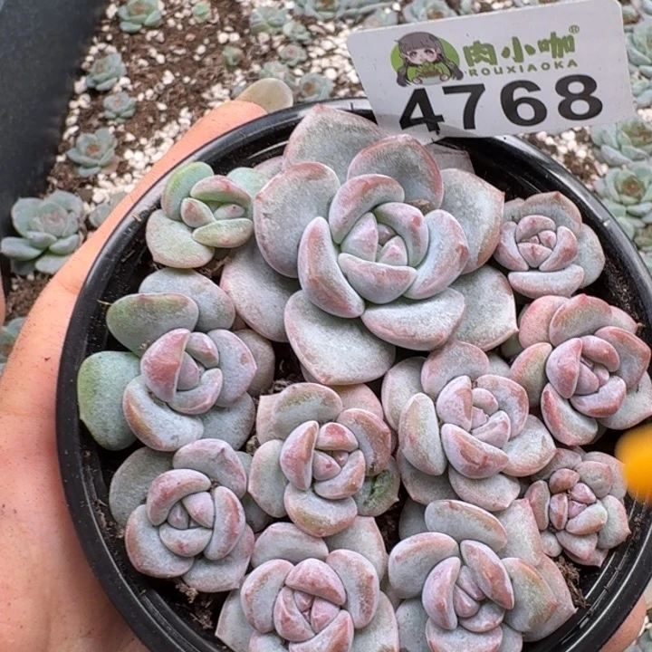 多肉植物多肉植物