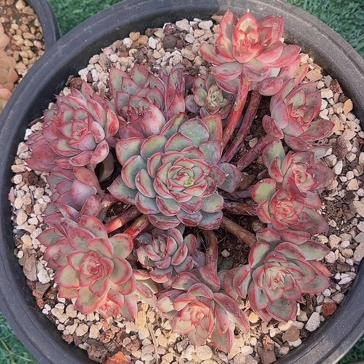 荷花0887多肉植物