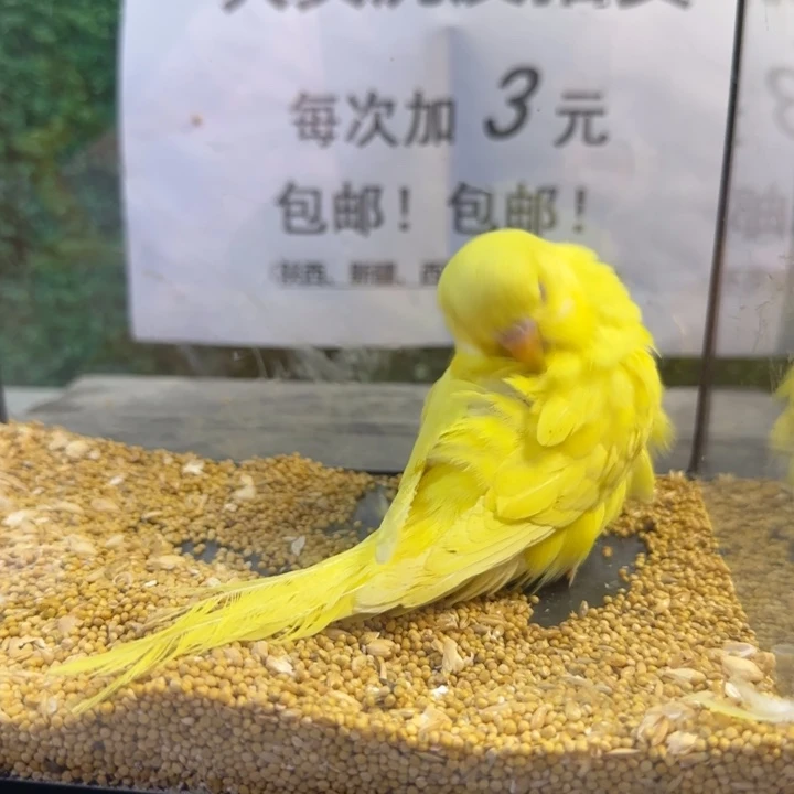 虎皮鹦鹉大头虎皮鹦鹉