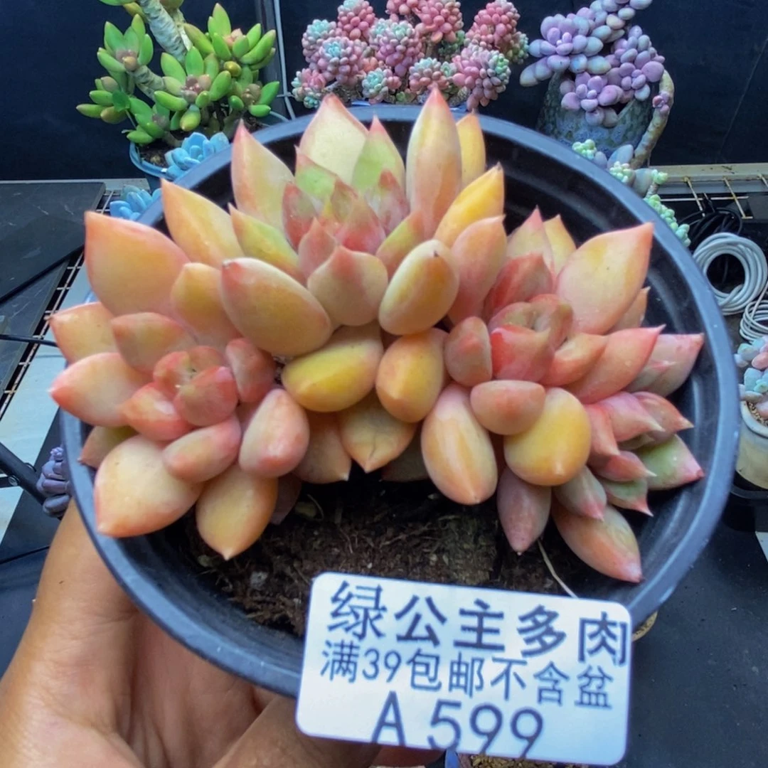 599象牙奶朵朵缀多肉8c m