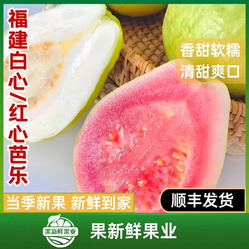 【福建白心/红心芭乐】（约2斤）香甜软糯树熟新鲜应季顺丰包邮送货上门福建省